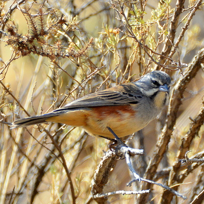 Rufous-Sided Warbling Finch